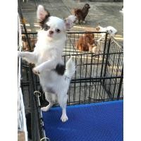 ราคา ชิวาวาขนยาว (360726891)