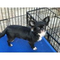 ราคา ชิวาวาขนยาวผู้ชาย (360726940)