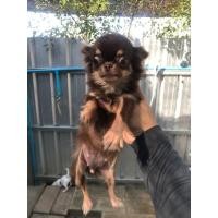 ราคา ชิวาวา หญิงขนยาว (360726821)