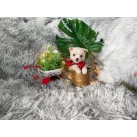 ราคา ชิวาว่าน่ารัก (360726503)