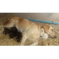 ราคา โกลเด้น (360726034)