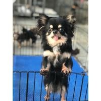 ราคา ชิวาวาพ่อพันธุ์ขนยาว (360724513)