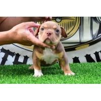 ราคา อเมริกันบูลลี่ Micro Exotic (360724347)