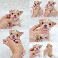 ราคา (ติดจองจ้า)ชิวาวา ขนสั้น เพศผู้ สีน้ำตาลทอง มาร์คหัวสวยๆหัวกลมใหญ่ หน้าสั้น ไซค์เล็กๆ ขาสั้นๆรูปทรงสวยๆหน้าตาน่ารักๆ (360649649)