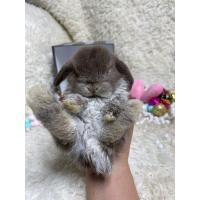 ราคา กระต่ายฮอลแลนด์ลอป (360727943)