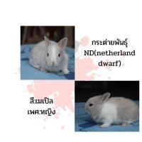 ราคา กระต่ายพันธุ์ND (360725185)