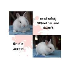 ราคา กระต่ายพันธุ์ ND (360725171)