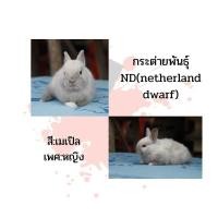 ราคา กระต่ายพันธุ์ ND (360725195)