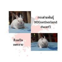 ราคา กระต่ายพันธุ์ND (360725147)