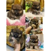 ราคา ร้านขายหมาปอม ฟาร์มสุนัข Deaw pom ซื้อขายสัตว์เลี้ยง ปอมแท้หน้าหมี (360732286)
