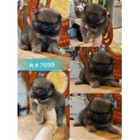 ราคา ร้านขายหมาปอม ฟาร์มสุนัข Deaw pom ซื้อขายสัตว์เลี้ยง ปอมแท้หน้าหมี (360732277)