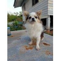 ราคา พ่อพันธุ์ชิวาว่ารับผสม (360731771)