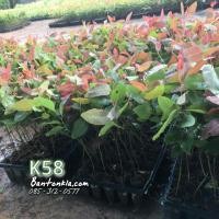 ราคา ต้นกระดาษ ยูคาเนื้อเนื้อเยื่อพันธุ์แท้ k7 (มือหนึ่ง) (357251288)