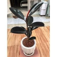 ราคา ต้นยางอินเดียดำ (มือหนึ่ง) (360733887)