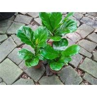 ราคา ต้นไทรใบสัก (มือหนึ่ง) (360733901)