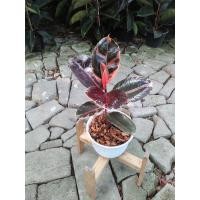 ราคา ต้นยางอินเดียด่างชมพู (มือหนึ่ง) (360733856)