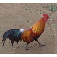 ราคา ไก่ต่อ เชื้อสายไก่ป่าแท้ๆ เพาะมาเอง เลี้ยงได้ ขันเพาะ (359401856)