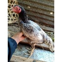 ราคา ไก่สาวพร้อมไข่ สามเอี่ยว เทาแทงหลัง กัดทุบ (360261712)