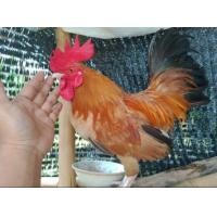 ราคา จ้าวทองไก่แจ้ไก่ต่อ สวยๆสีทองให้โชค (358324743)