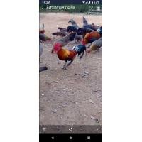 ราคา ไก่ต่อไก่ป่า ตัวผู้ตัวเมีย ขันเก่ง แพร่พันธุ์ไวมากๆ (359840147)
