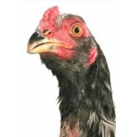 ราคา ลูกเยีย​ร์​เคราเทพ (360731126)