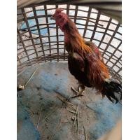 ราคา ไก่ลูกถ่าย พม่าง่อน (360726916)
