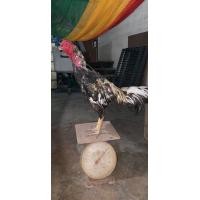 ราคา พม่าง่อนญี่ปุ่น (360726464)