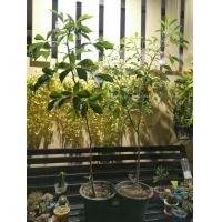 ราคา ต้นเบาบับ (มือสอง) (356434491)