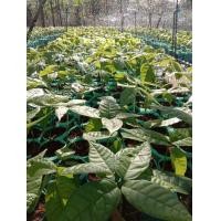 ราคา ต้นกล้าโกโก้ต้นกล้ากาแฟ (มือหนึ่ง) (360733333)