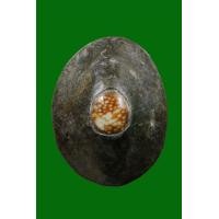 ราคา เบี้ยแก้ หลวงปู่บุญ วัดกลางบางแก้ว (มือสอง) (360722214)