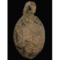 ราคา หมากทุย หลวงปู่เอี่ยม วัดหนัง ขนาด 2.0 x 3.0 เซนฯ รักแห้ง เก่า มีหูห่วง พร้อมใช้ (F854) (มือสอง) (343700200)