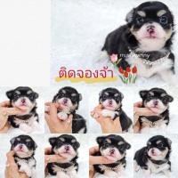 ราคา ด่วน ชิวาวา ขนยาว เพศเมีย สีแบล็คแทนไวท์ มีคิ้ว มีแก้ม หัวกลมใหญ่ หน้าสั้น รูปทรงสวยๆหน้าตาน่ารักๆ (360649666)