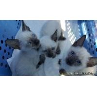 ราคา (ลูกแมววิเชียรมาศ Siamese Cat) แมวมงคลไทยโบราณสายพันธุ์ไทยวิเชียรมาศ (จดทะเบียนพาณิชย์)  (360721276)