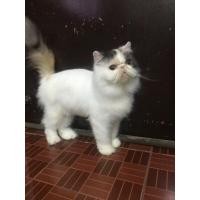 ราคา แมวเปอร์เซียเพศเมีย (360722047)