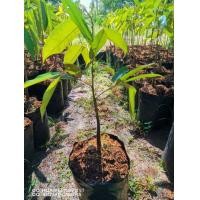 ราคา ต้นทุเรียนหมอนทอง (มือหนึ่ง) (360723008)