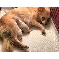 ราคา ชิวาวาขนยาว (360721999)