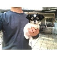 ราคา ชิวาวาขนยาวหญิง (360721962)