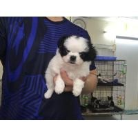 ราคา ชิวาวาขนยาว (360721740)