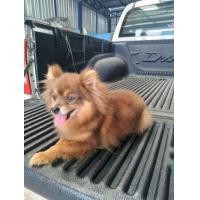 ราคา ชิวาว่า ผสม ปอม (360721315)