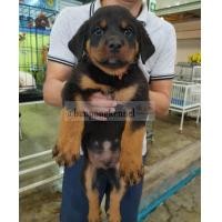 ราคา ลูกร็อตไวเลอร (360718001)