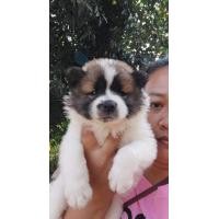 ราคา บางแก้วแท้ สีเข้มๆ มาร์คกิ้งสวย มีใบ (360716539)