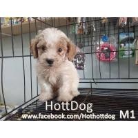 ราคา น้องพุดเดิ้ล น่ารักๆ สีสวย ขนสวย พร้อมย้ายบ้านจ้า (360713829)