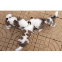 ราคา บางแก้วแท้ ขาว-เทา (360712283)