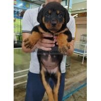 ราคา ลูกร็อตไวเลอร์ (360711811)