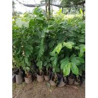 ราคา ทุเรียนเทศ ทุเรียนน้ำ (มือหนึ่ง) (352158698)