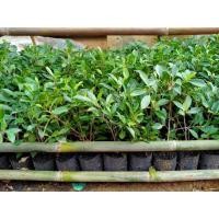 ราคา ไทรเกาหลีต้นละ8บาทจ้า (มือหนึ่ง) (360713237)