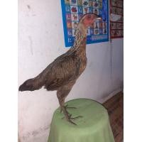 ราคา ลูกไก่ชนพม่าเลือด100 (360717450)