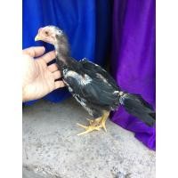 ราคา ลูกไก่เหลืองหางขาว (360715183)