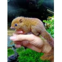 ราคา กระรอก​สวน​หาง​พวง​ไชส์​สวยๆ​น่ารัก​ๆ​เชื่อ​ง​ๆ​ค่ะ​ตัวละ​300​บาท​นะ​คะ​ (360717580)