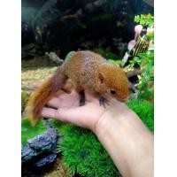 ราคา กระรอก​สวน​หาง​พวง​ไชส์​สวยๆ​น่ารัก​ๆ​เชื่อ​ง​ๆ​ค่ะ​ (360719973)